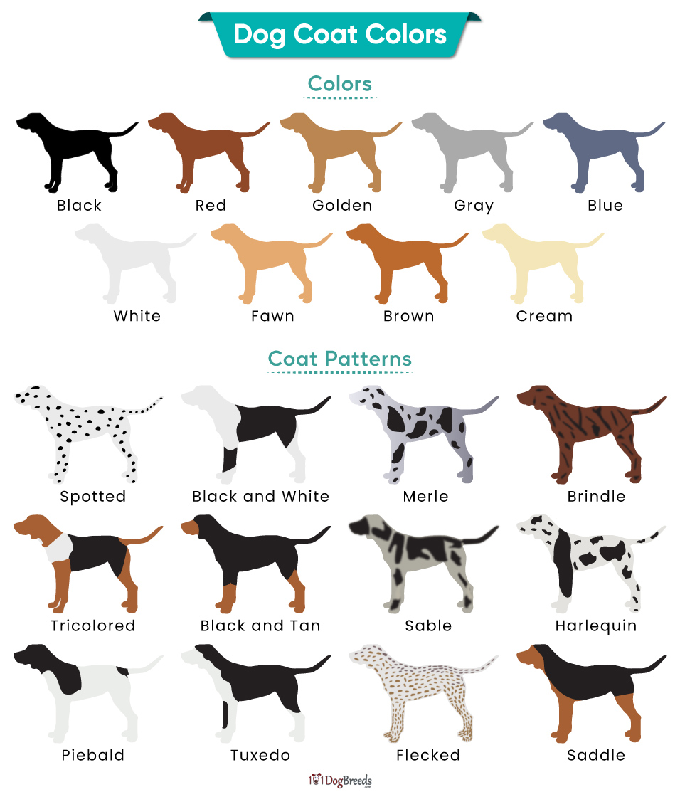 10 Dog Coloring Fur: A Comprehensive Guide to Understanding Your Pup's Unique Coat